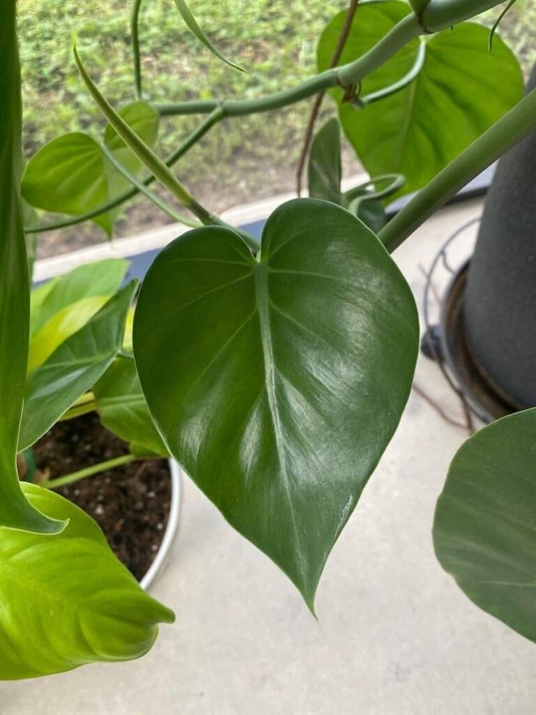 philodendron micans with other plants