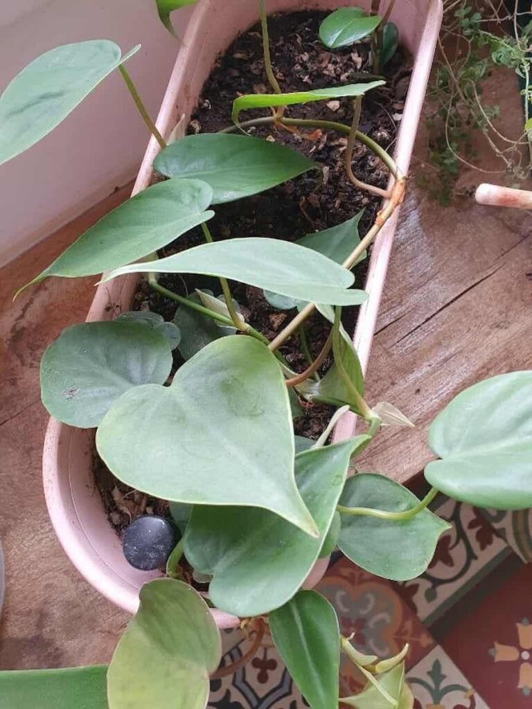 philodendron micans on a table