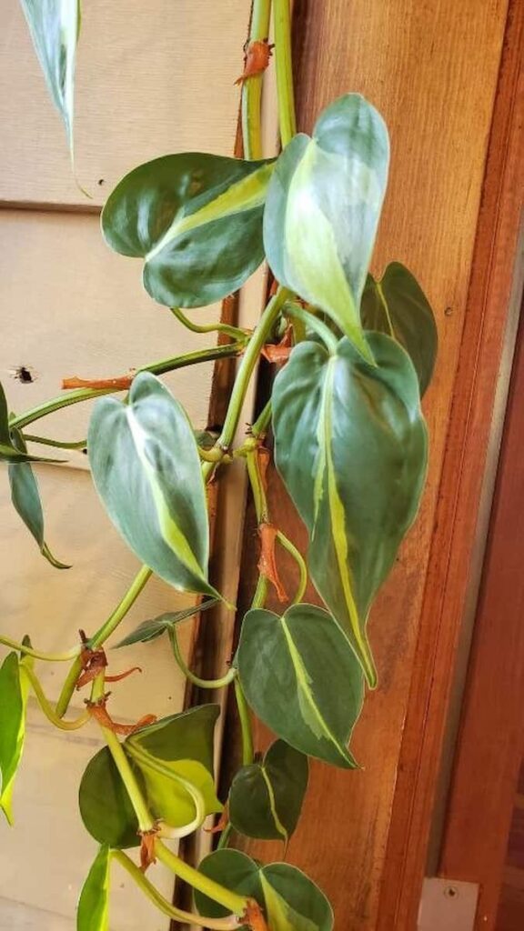 philodendron rio climbing on the wall