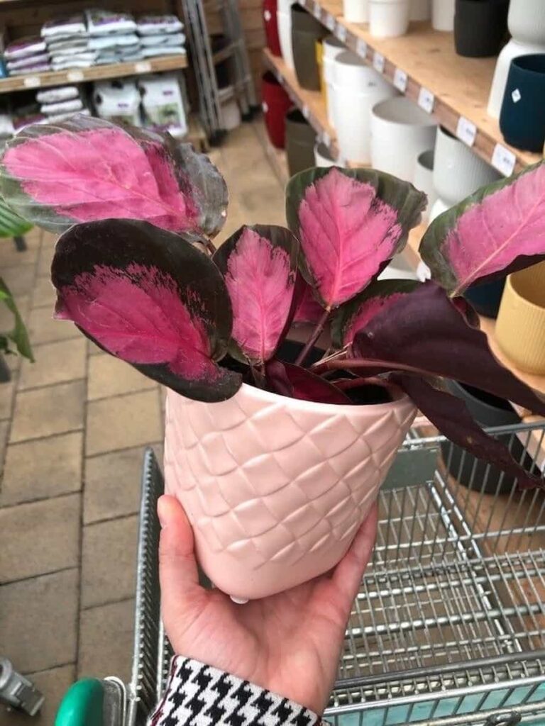 someone holding a calathea rosy roseopicta on a white pot