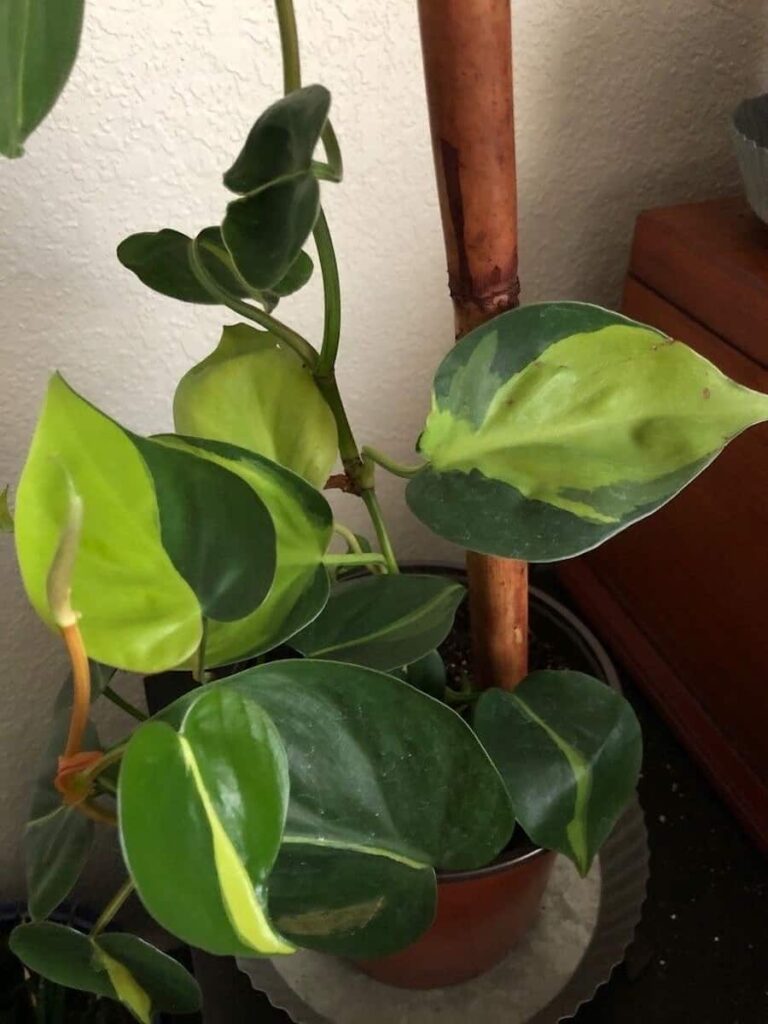 philodendron brasil in a pot 