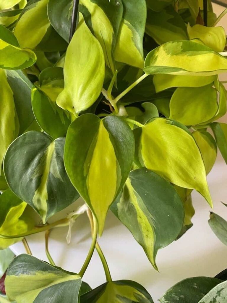 a healthy philodendron brasil