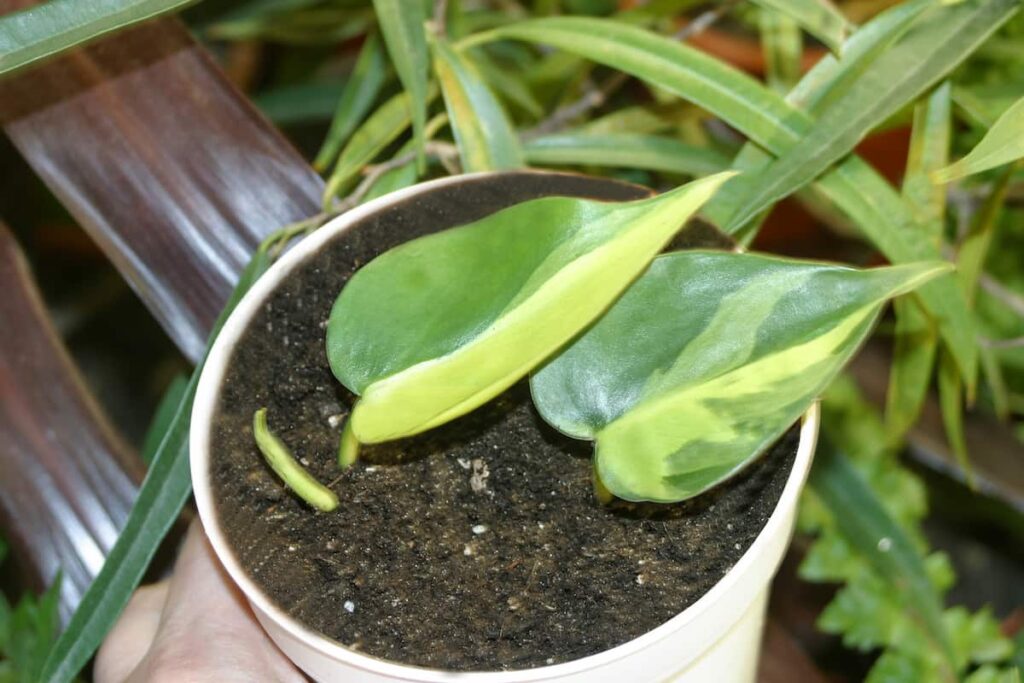 philodendron brasil on a white pot