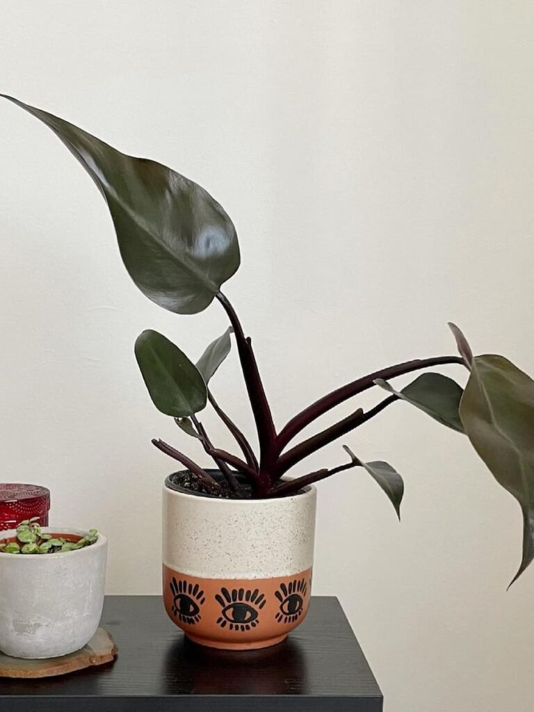 bloody mary philodendron on a white and brown printed pot