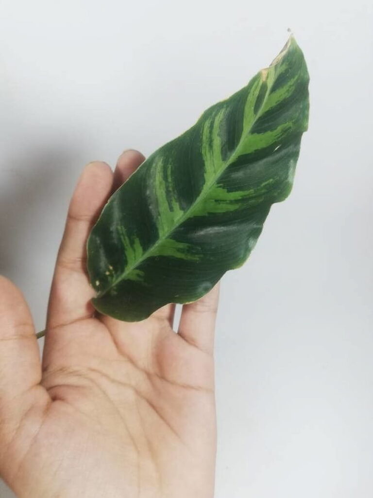 calathea louisae leaf on someone's hand