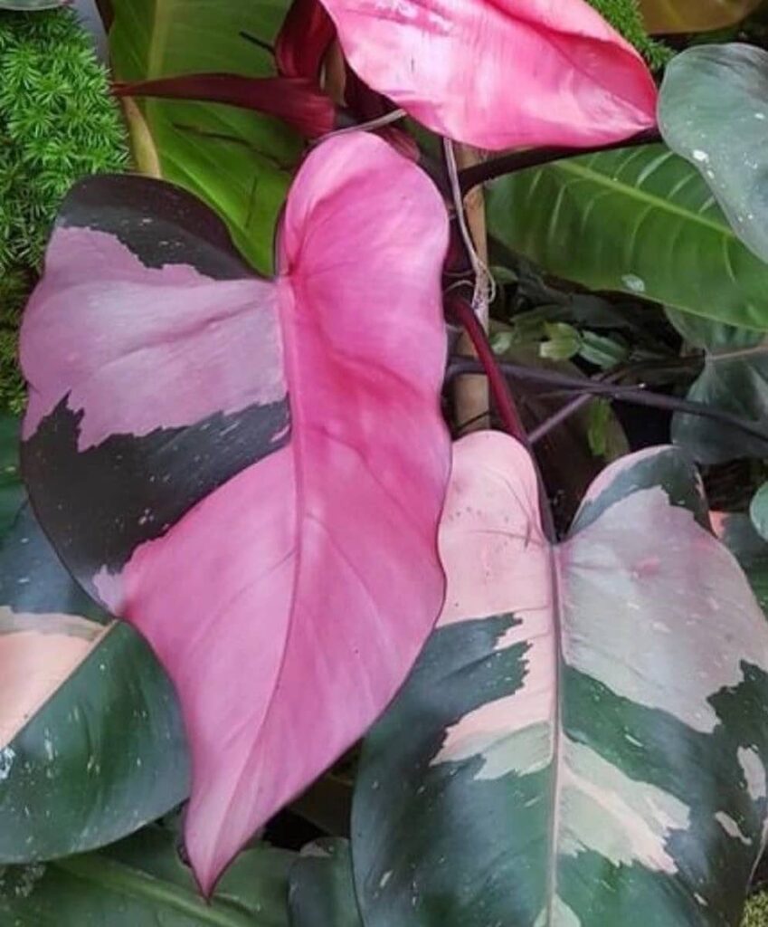 a healthy philodendron pink princess