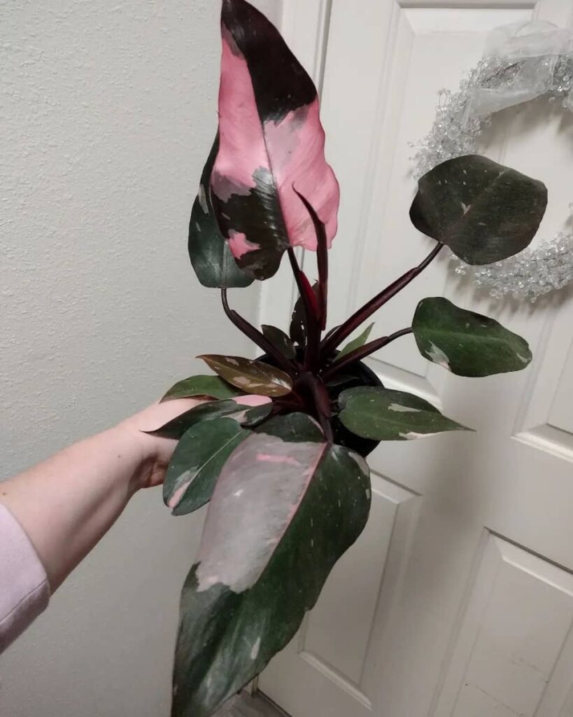 someone holding a philodendron pink princess
