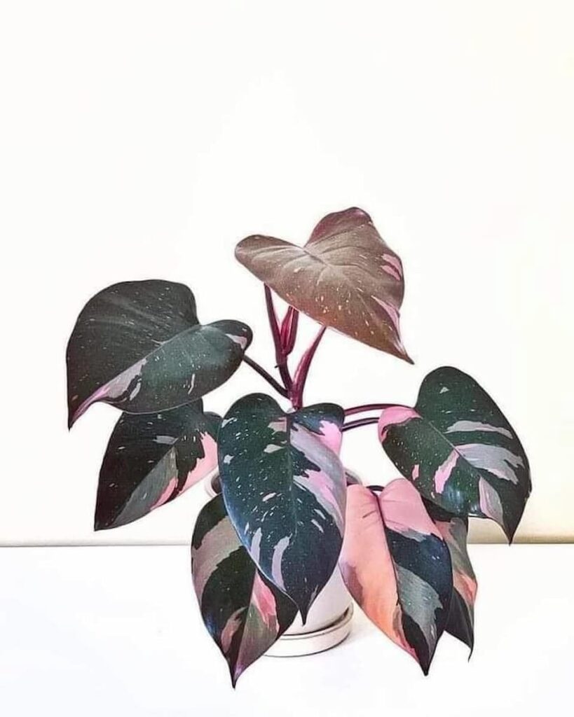 philodendron pink princess on a white pot
