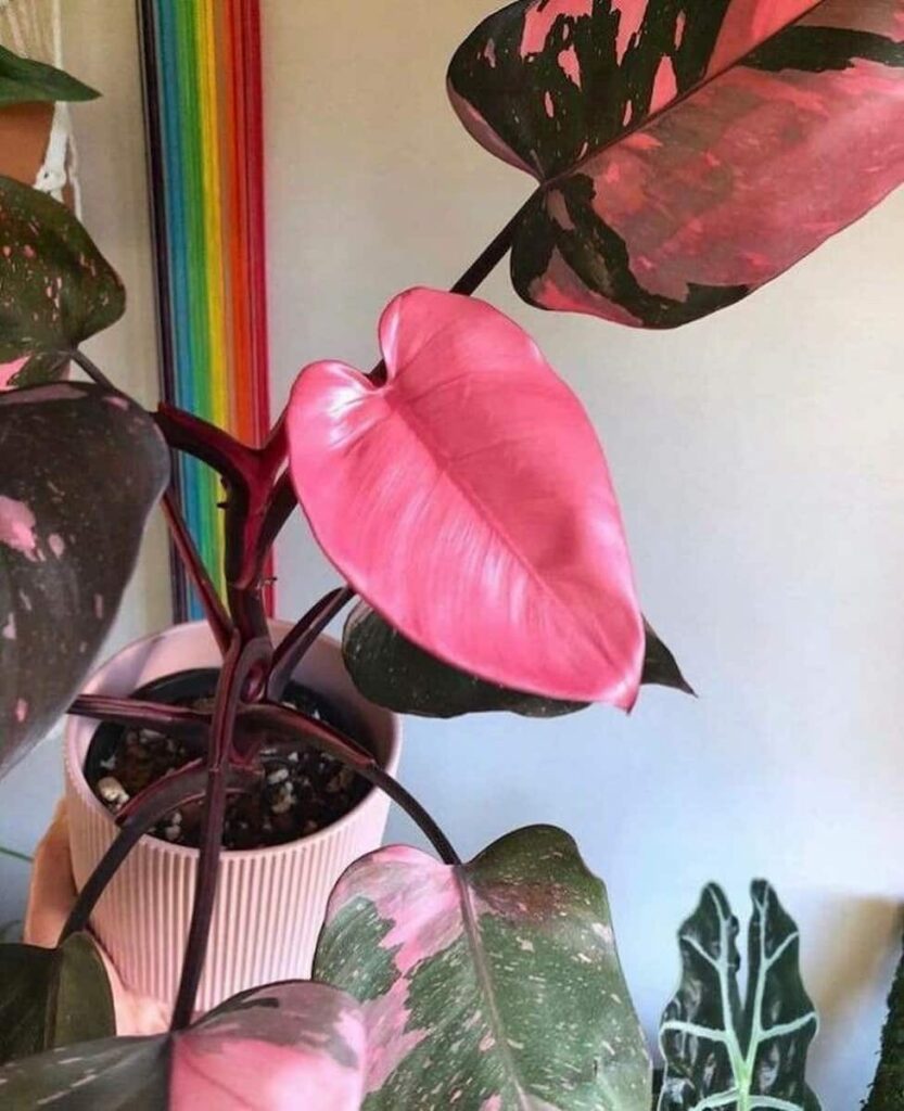 philodendron pink princess on a white pot