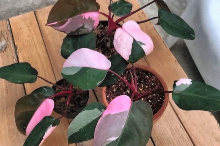 Philodendron Pink Princess: The Ultimate Guide