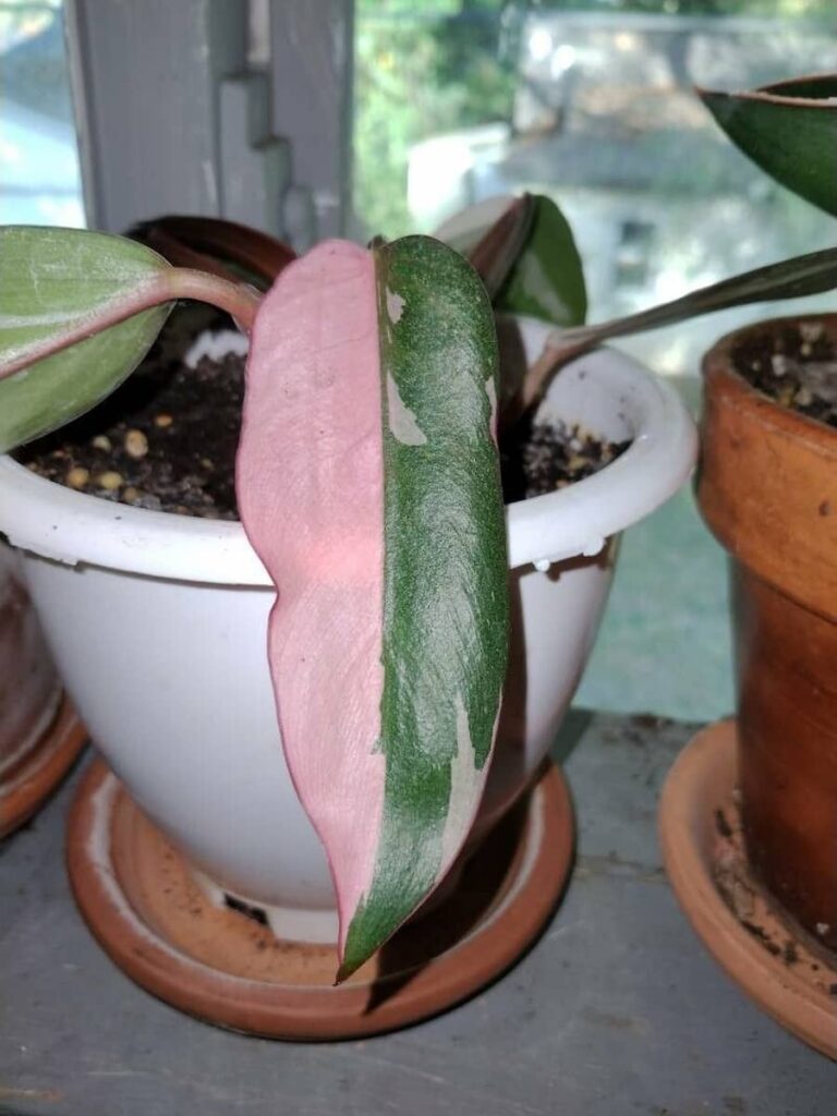 philodendron pink princess on a white pot with other plants