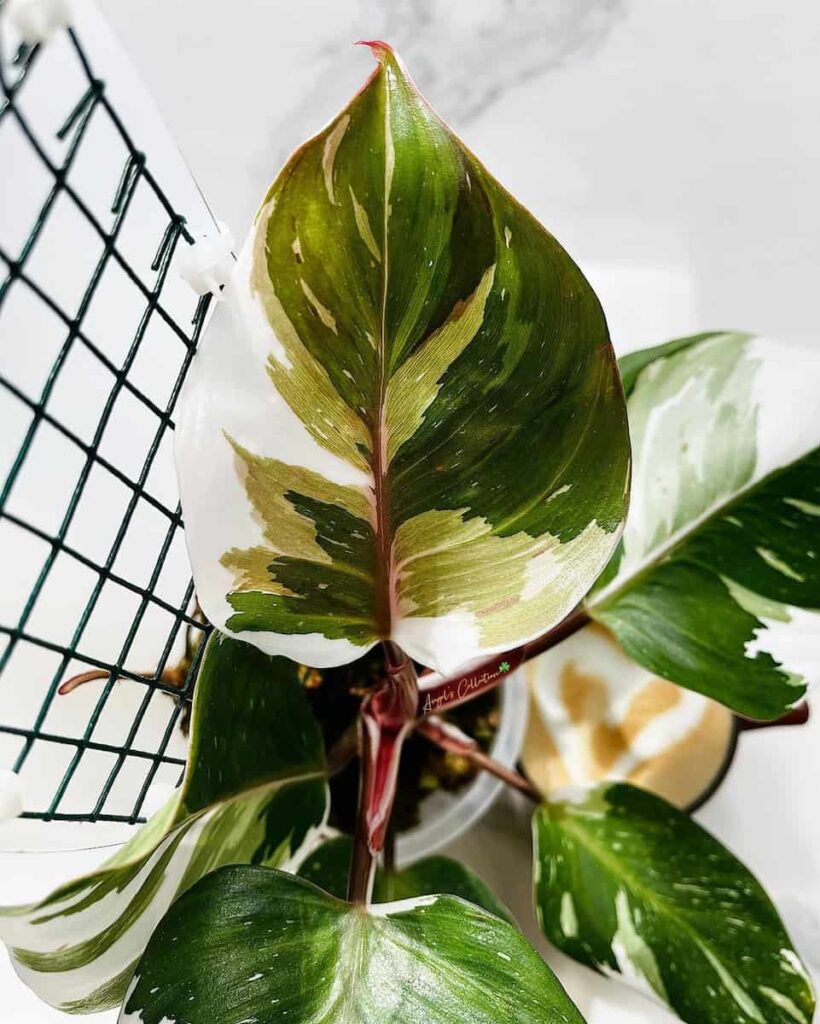 a healthy philodendron white knight