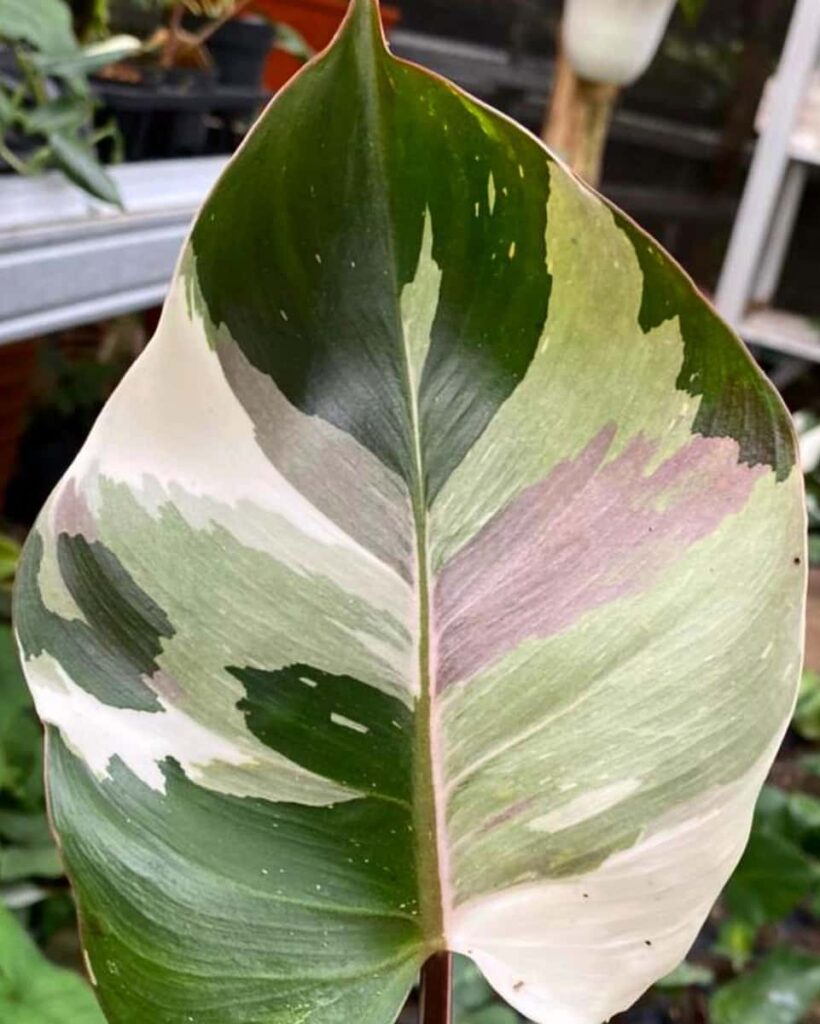a philodendron white knight leaf