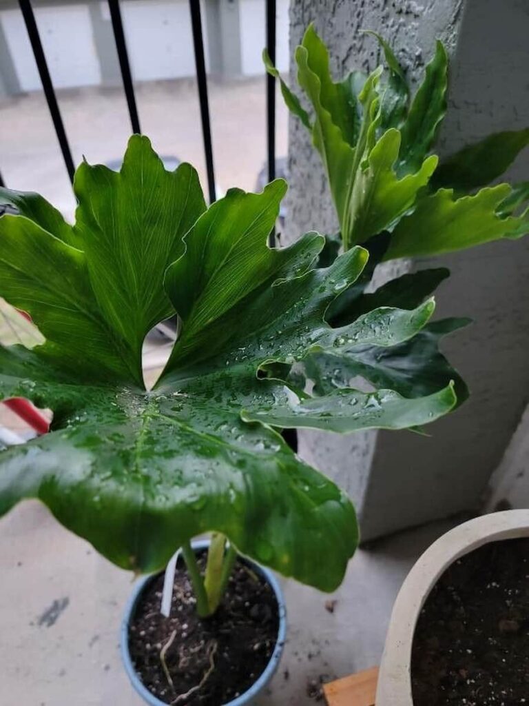 split leaf philodendron near the window