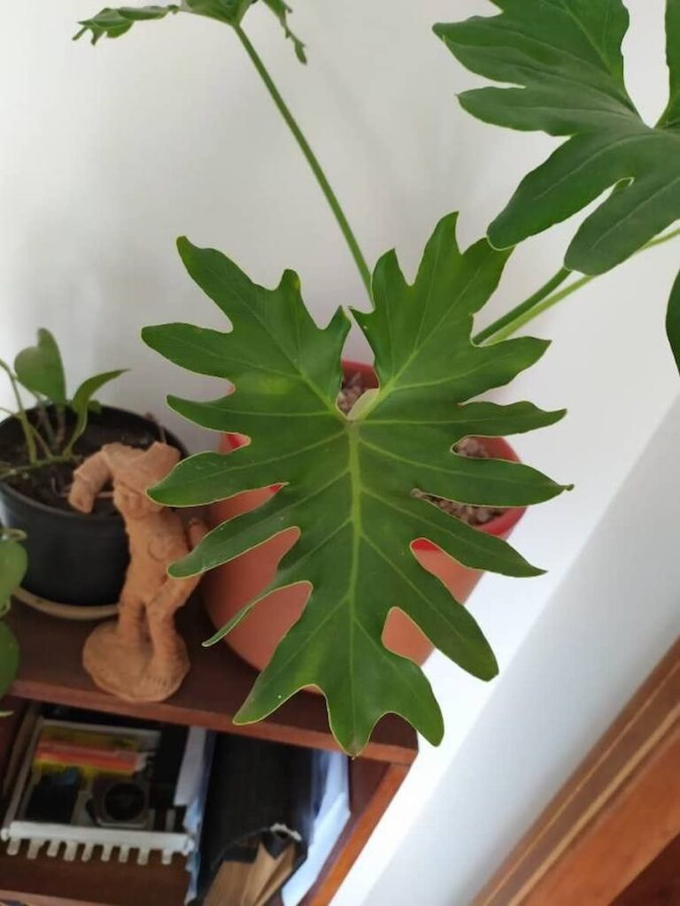 split leaf philodendron on a brown pot