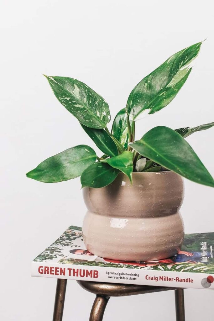 white princess philodendron on an aesthetic brown pot placed over a book