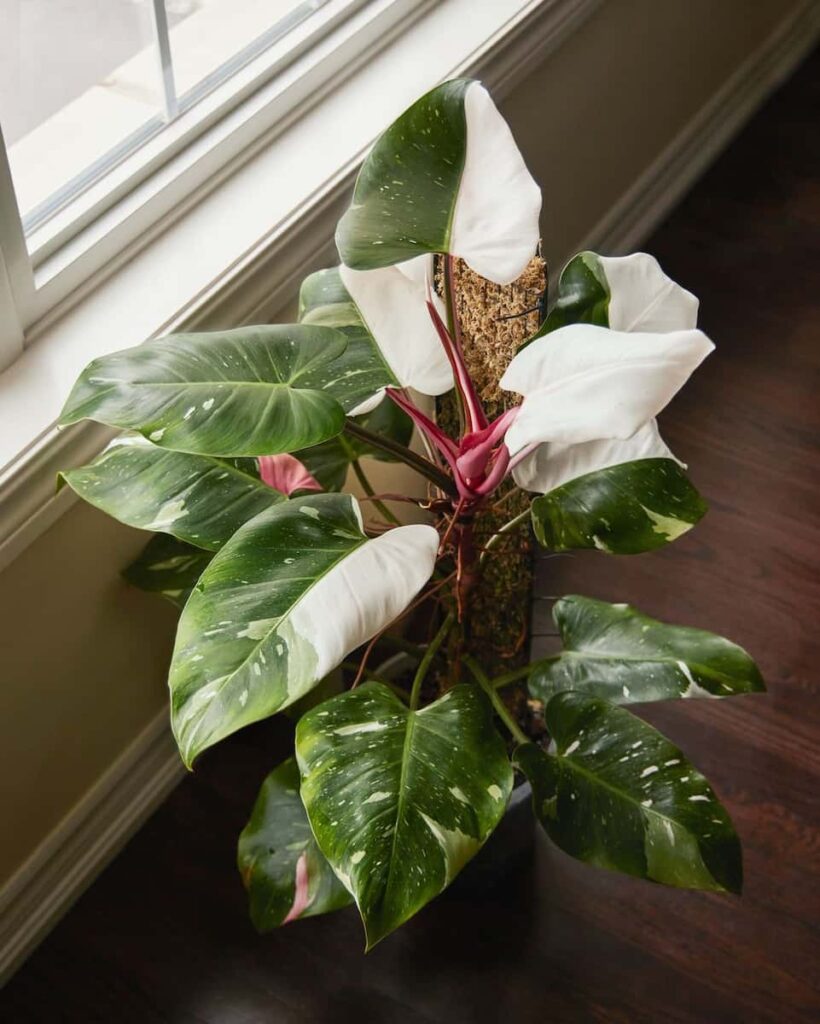 white princess philodendron near the window