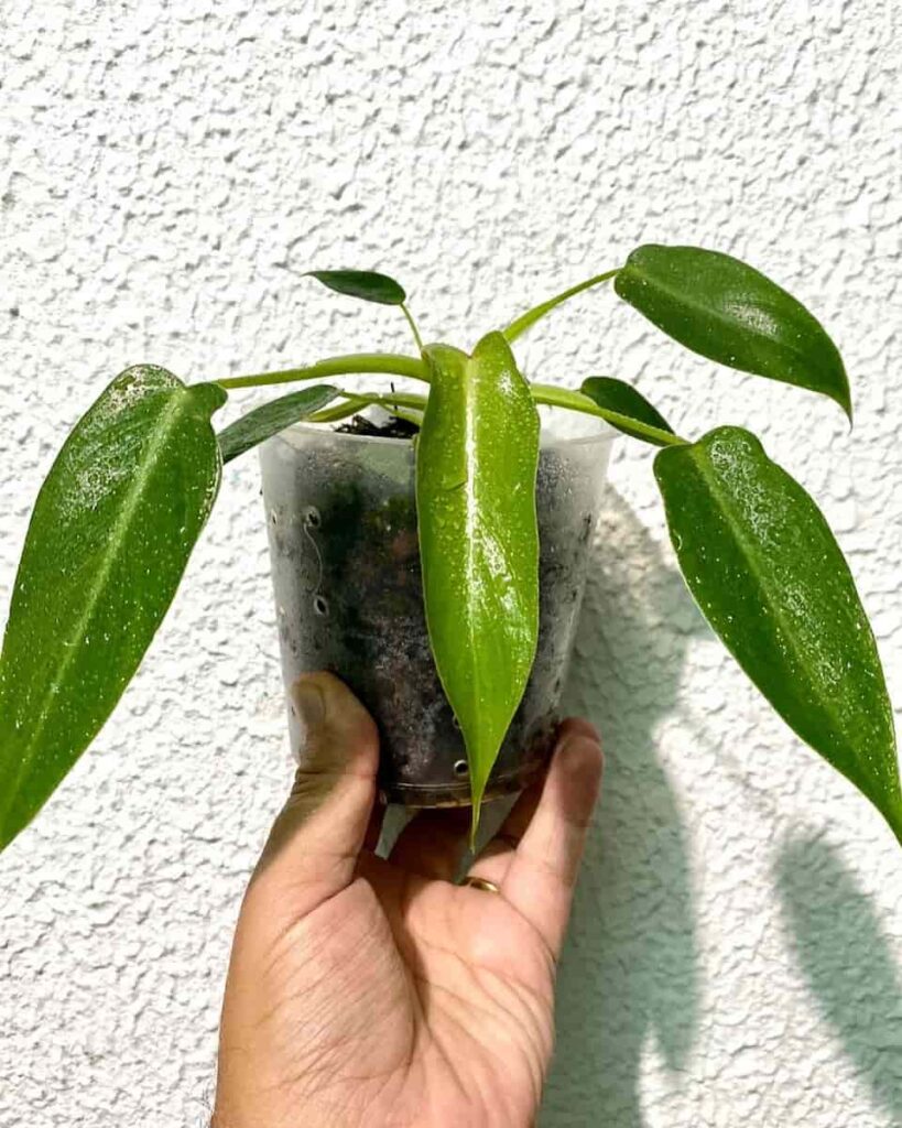 someone holding a philodendron spiritus sancti on a clear pot