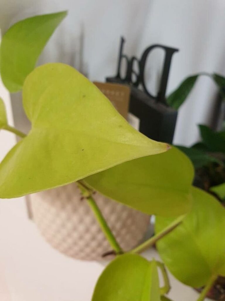 neon philodendron in a white pot