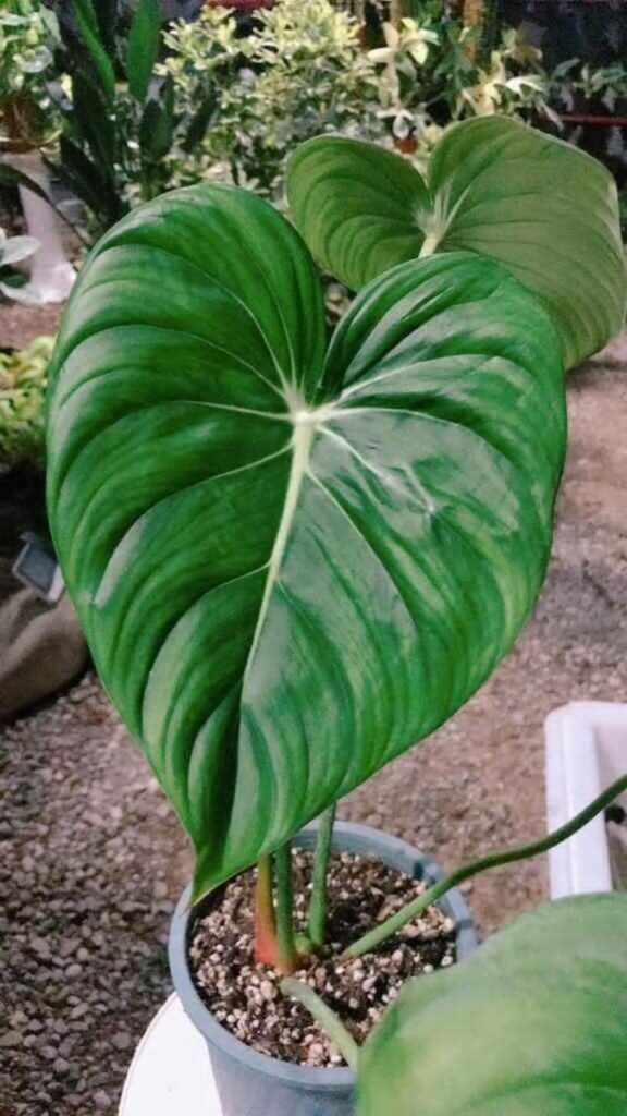 philodendron mcdowell in a gray pot
