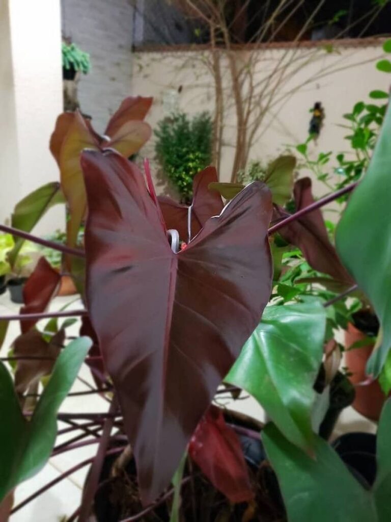 philodendron dark lord another type of philodendron