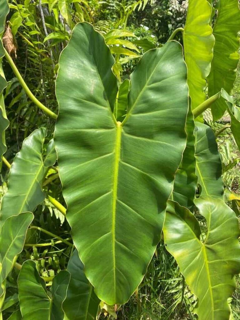 elephant ear philodendron