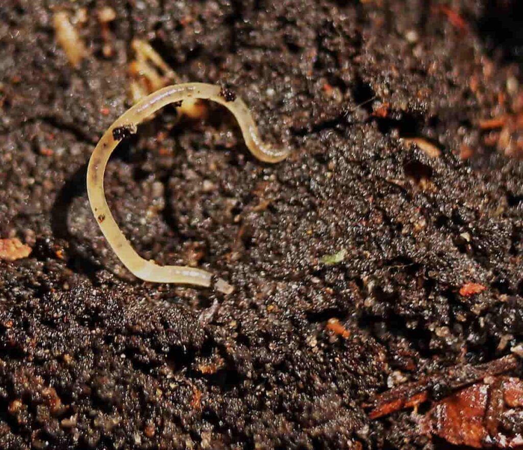 tiny white worm in soil