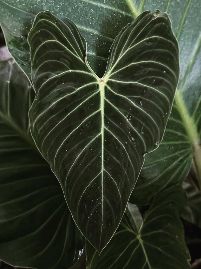 a healthy philodendron splendid