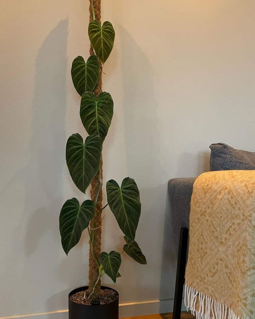 philodendron splendid on a moss pole
