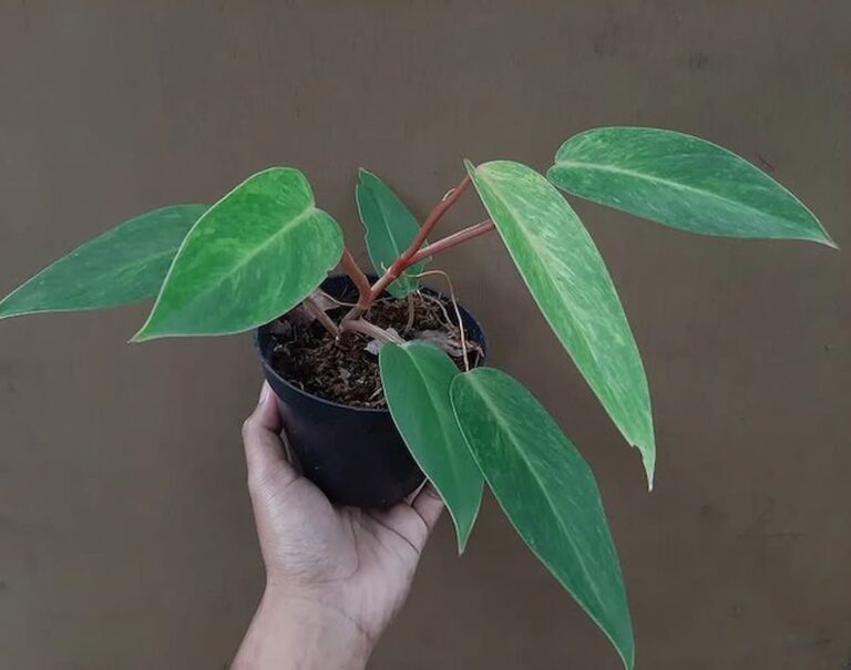 someone holding a painted lady philodendron in a black pot