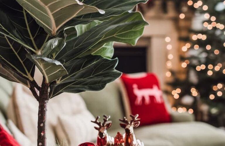 fiddle leaf fig decorated for Christmas with a Santa decoration in the soil