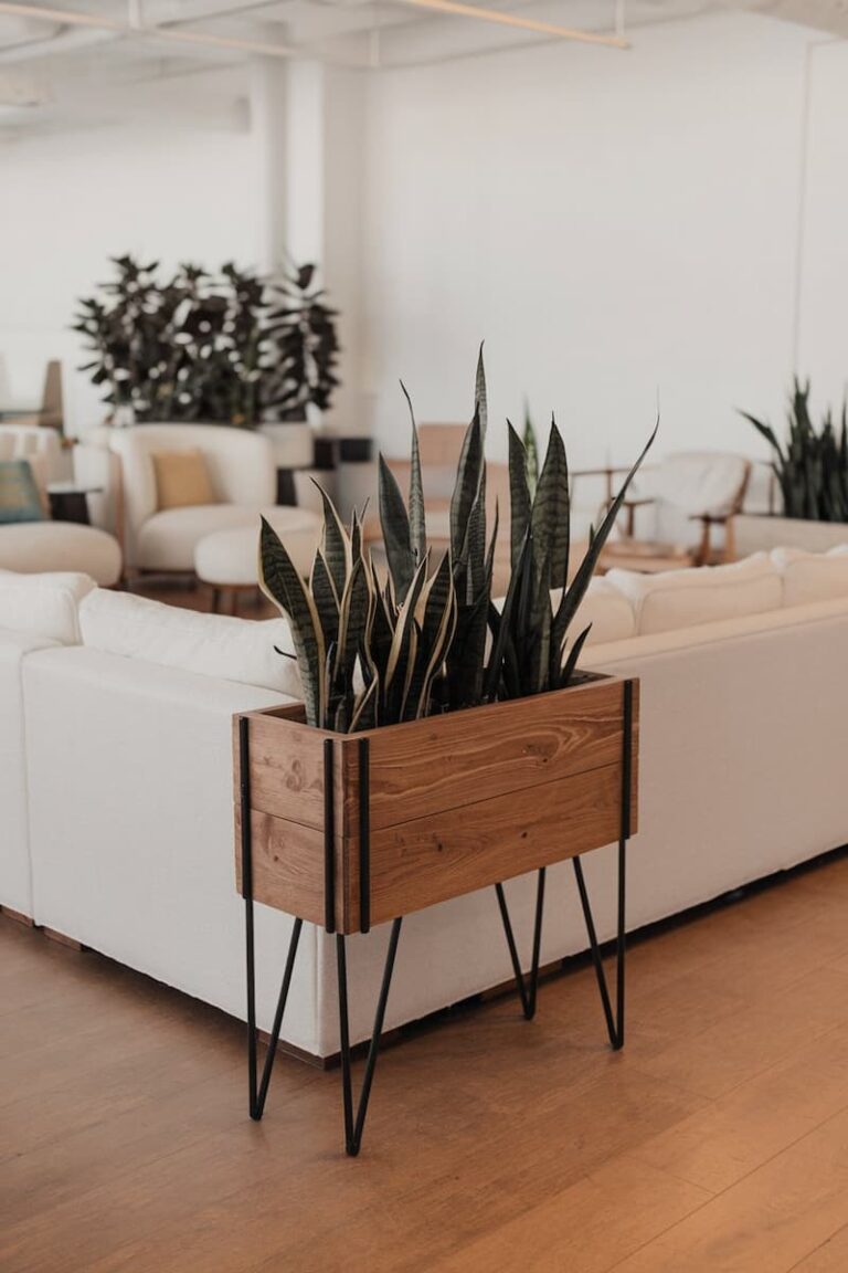 11 Amazing Snake Plant Décor Ideas to Elevate Your Space - Houseplant ...