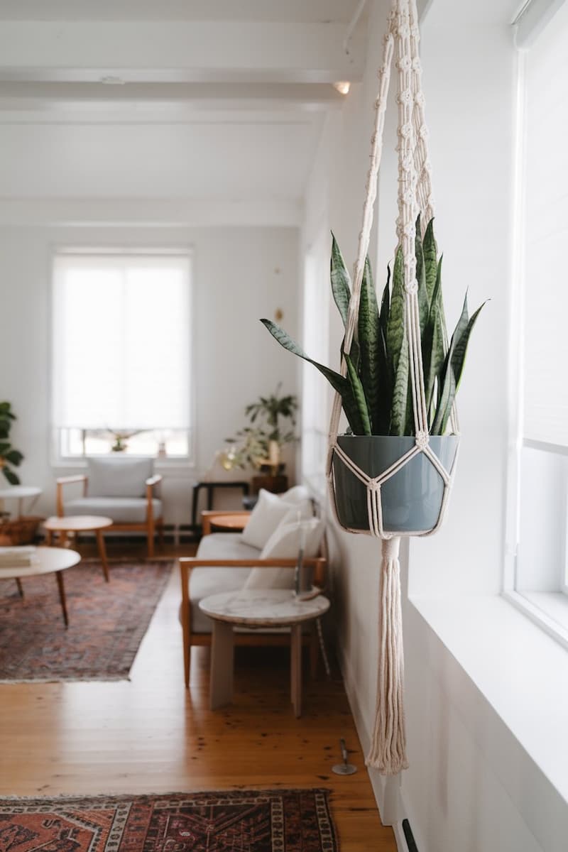 11 Amazing Snake Plant Décor Ideas to Elevate Your Space - Houseplant ...