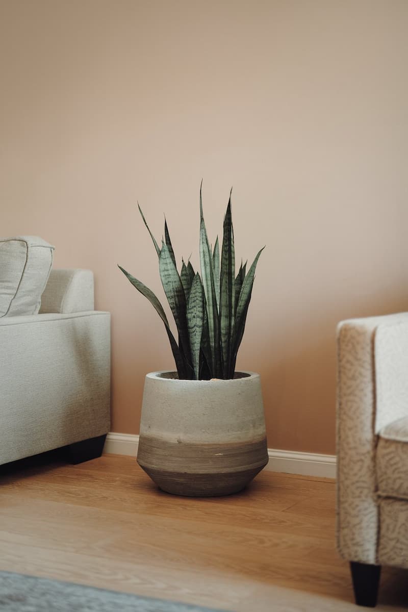 11 Amazing Snake Plant Décor Ideas to Elevate Your Space - Houseplant ...