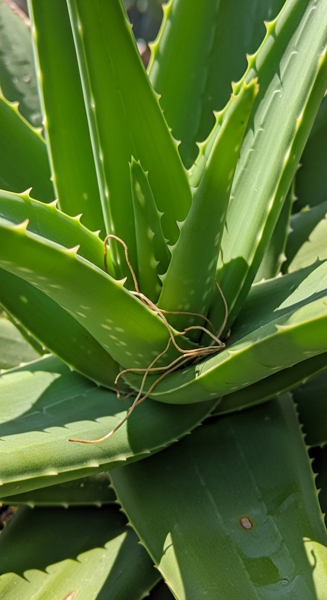 close-up of lush healthy aloe vera leaves looking vivid and fresh, for aloe vera plant benefits