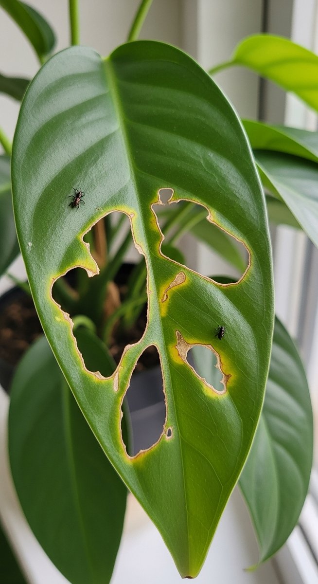 close-up of pest damage on a houseplant foliage leaf