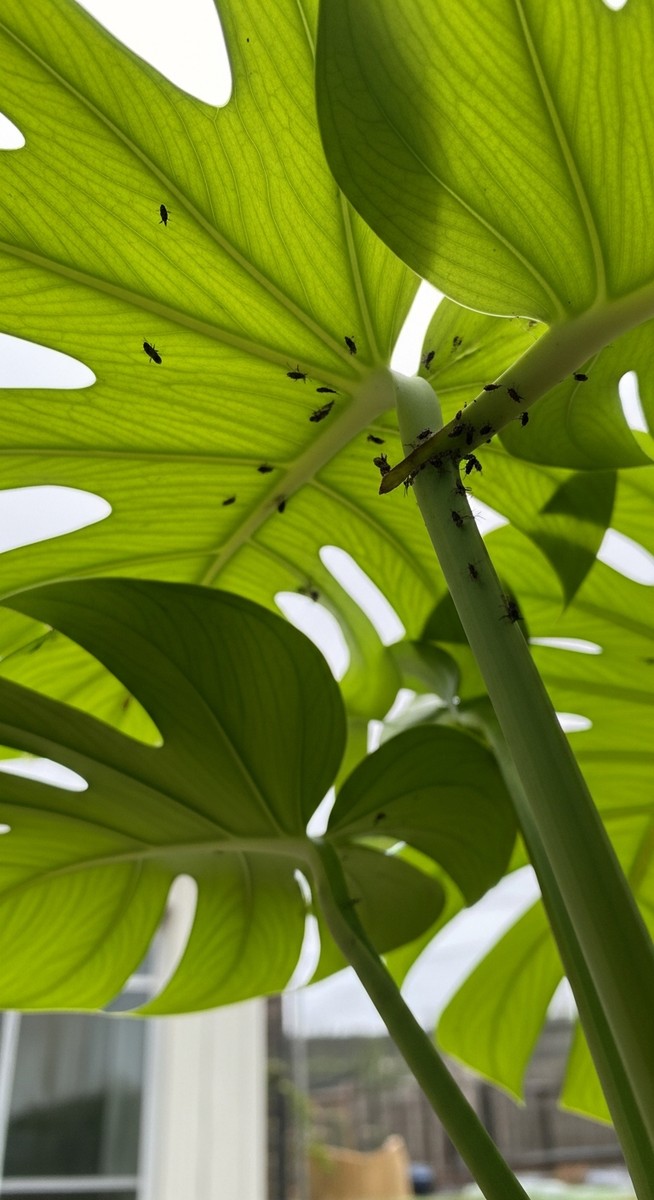 close-up of the underside of monstera leaves showing pest insects