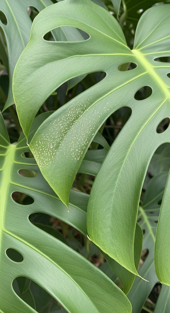 close-up of monstera leaves showing stippling from pest damage