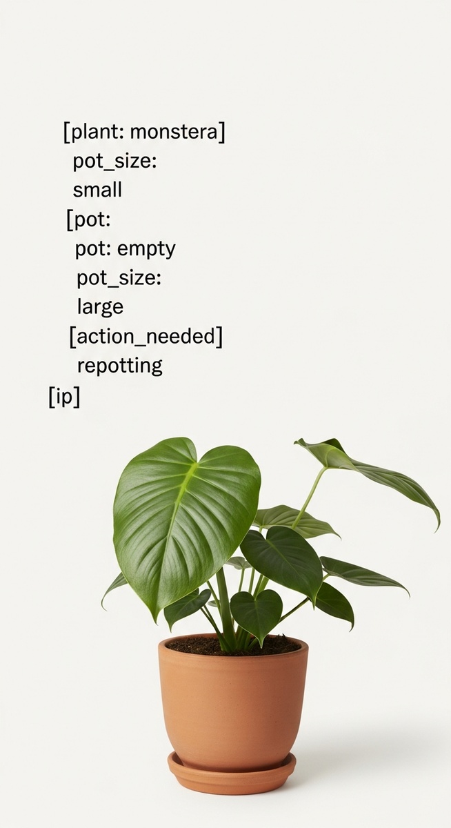 a monstera plant in a small pot beside a larger empty pot