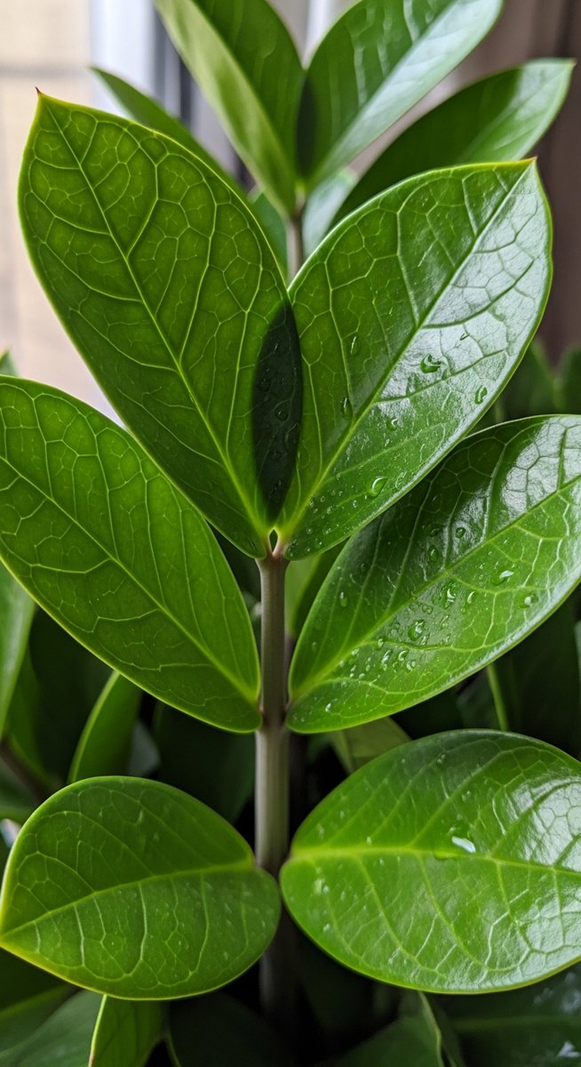 close-up of healthy zz plant leaves showing vivid colour and texture, for black raven zz plant