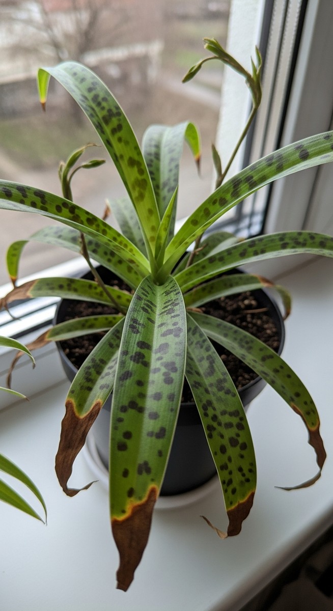 a spider plant plant with brown spotted foliage on a windowsill