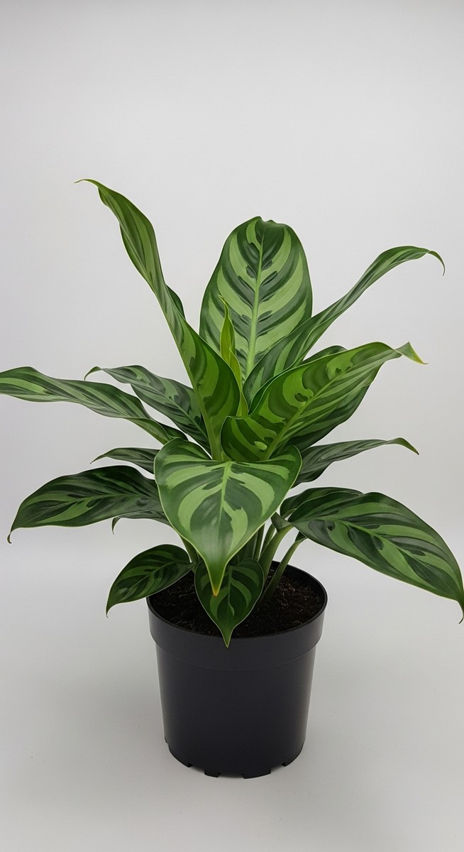 a large thriving calathea plant as a living room focal point, for calathea dottie