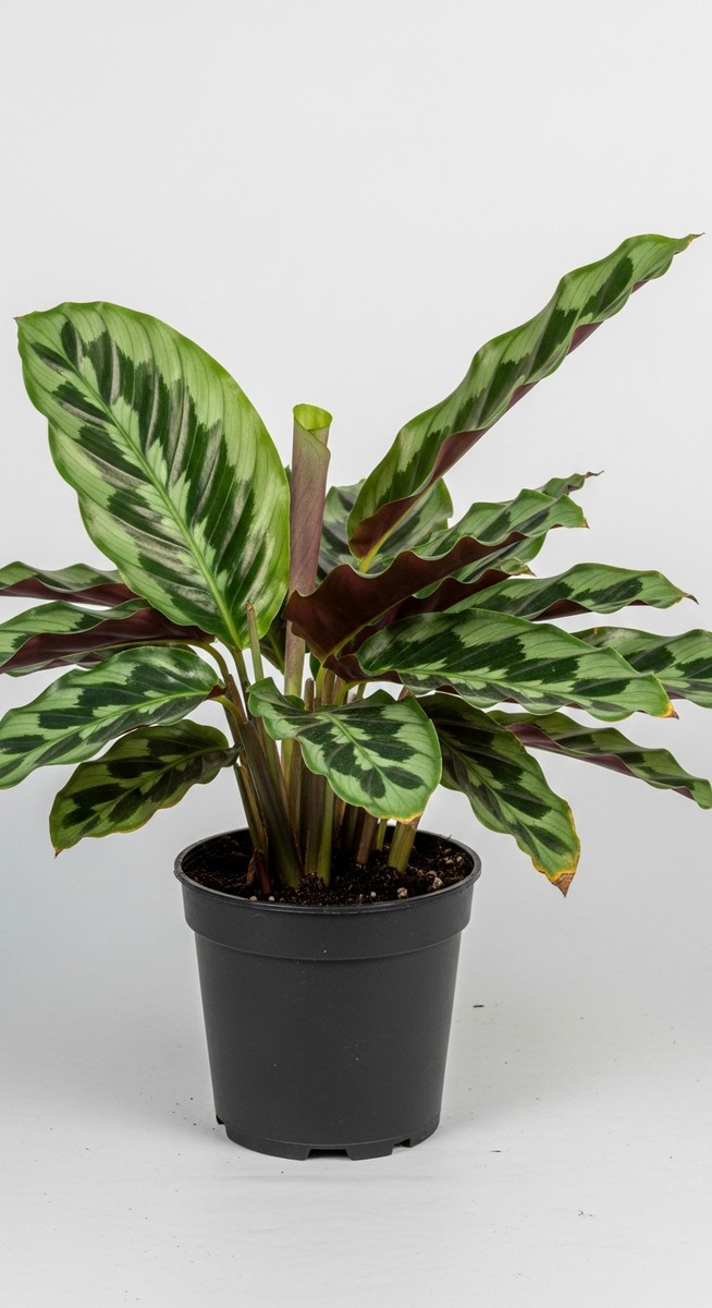 a calathea plant with several curled and cupped leaves, for calathea leaves curling