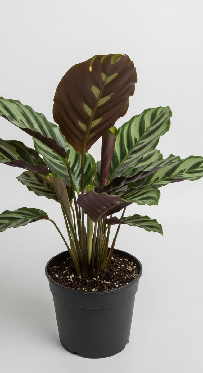 A calathea plant in a pot with its leaves in their closed or partially closed po