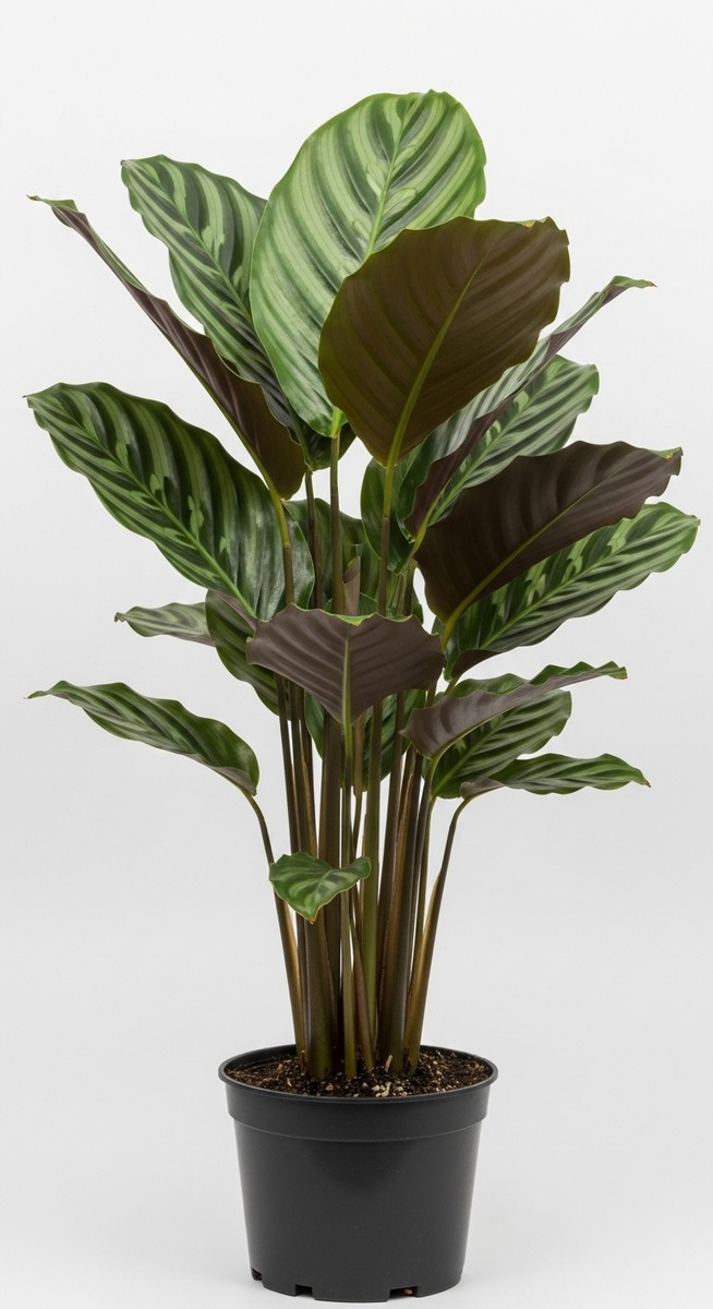 side view of a calathea plant showing its growth habit and leaf shape