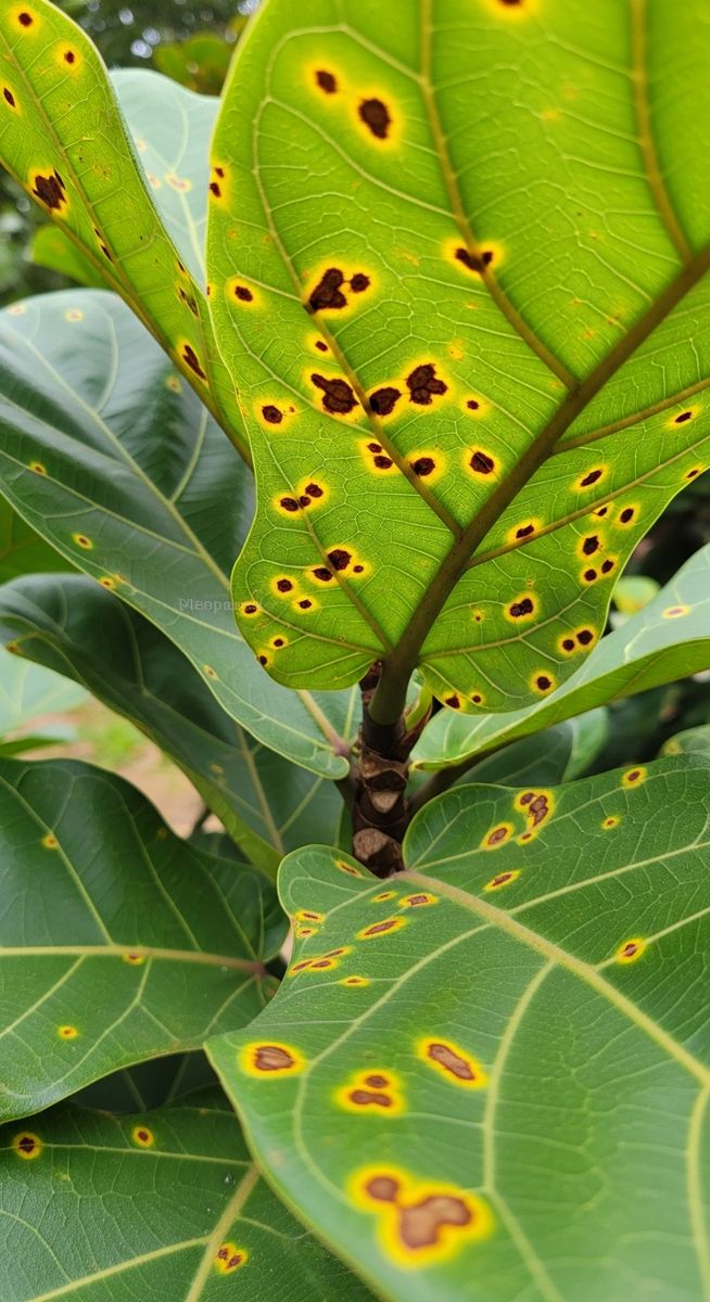 Close-up of fiddle leaf fig leaves showing small brown and yellow spots scattere, for fiddle leaf fig bacterial infection