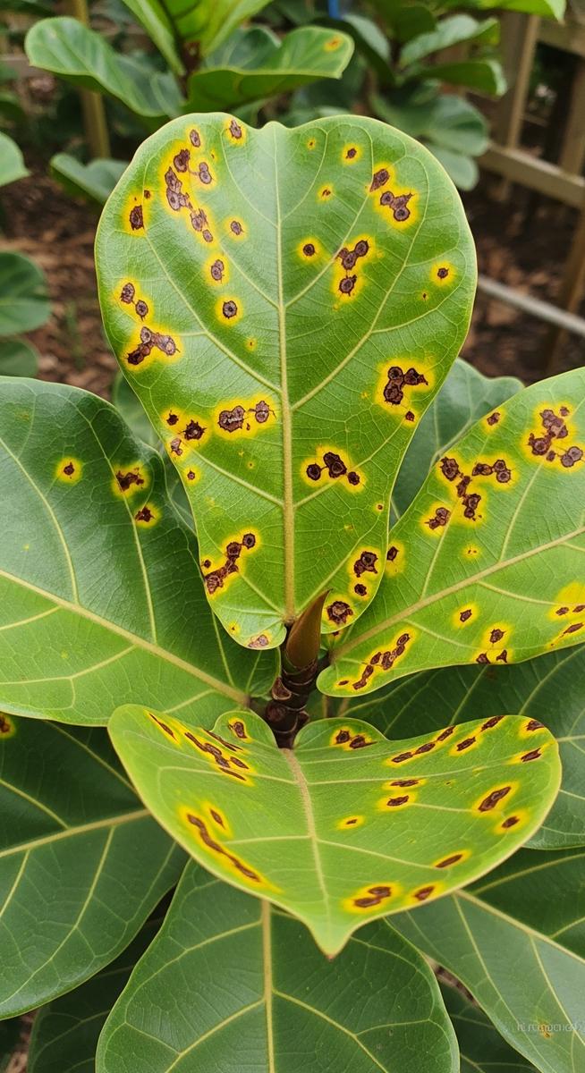 Close-up of fiddle leaf fig leaves showing small brown and yellow spots scattere