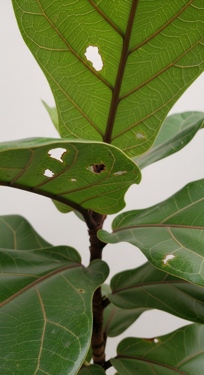 Close-up of a fiddle leaf fig leaf showing several small irregular holes through, for fiddle leaf fig holes leaves