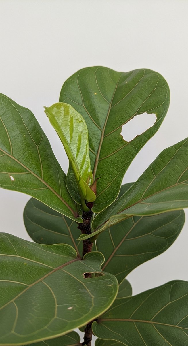 Close-up of a fiddle leaf fig leaf showing several small irregular holes through