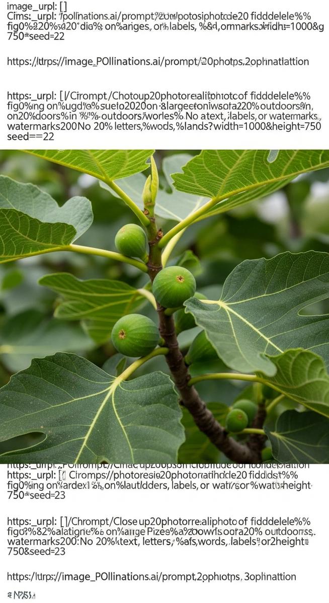 Close-up of fiddle leaf fig fruit growing on a large fiddle leaf fig tree outdoo